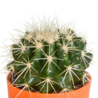 Mélange de cactus (Cactaceae) – Ø 6 cm, 16 cm de haut