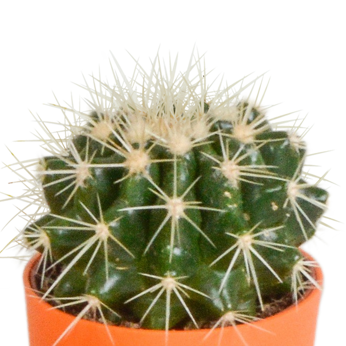 Mélange de cactus (Cactaceae) – Ø 6 cm, 16 cm de haut – photo 7
