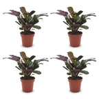 4× Ctenanthe burle-marxii (fiskebensplante) – Ø12 cm, 30 cm høj