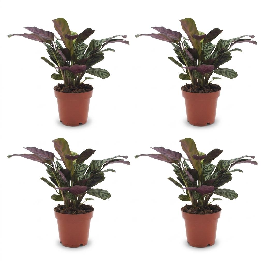 4× Ctenanthe burle-marxii (fiskebensplante) – Ø12 cm, 30 cm høj