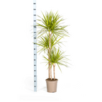 Dracaena marginata Sunray (Drachenbaum) mit Korb – Ø 24 cm, 130–150 cm hoch
