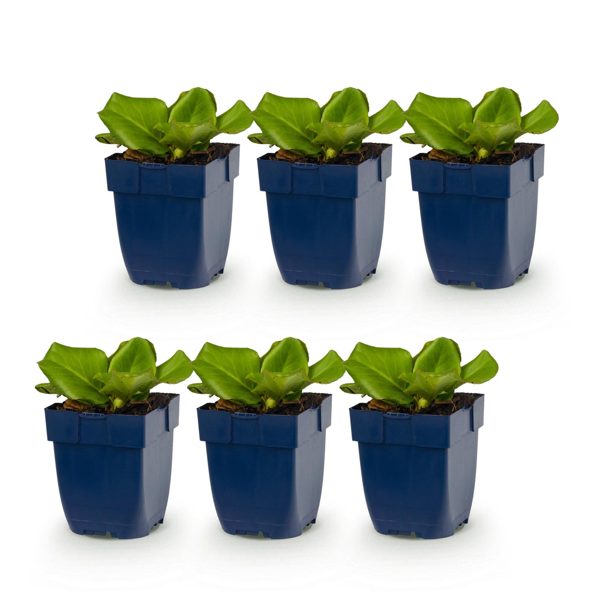 Bergenia cordifolia (schoenlappersplant) – roze – 6 planten, Ø11 cm, 15–25 cm hoog
