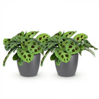 2× Maranta Fascinator Kerchoveana (bedplant) i Potter-pyntepotte grå – Ø12 cm, 25 cm høj