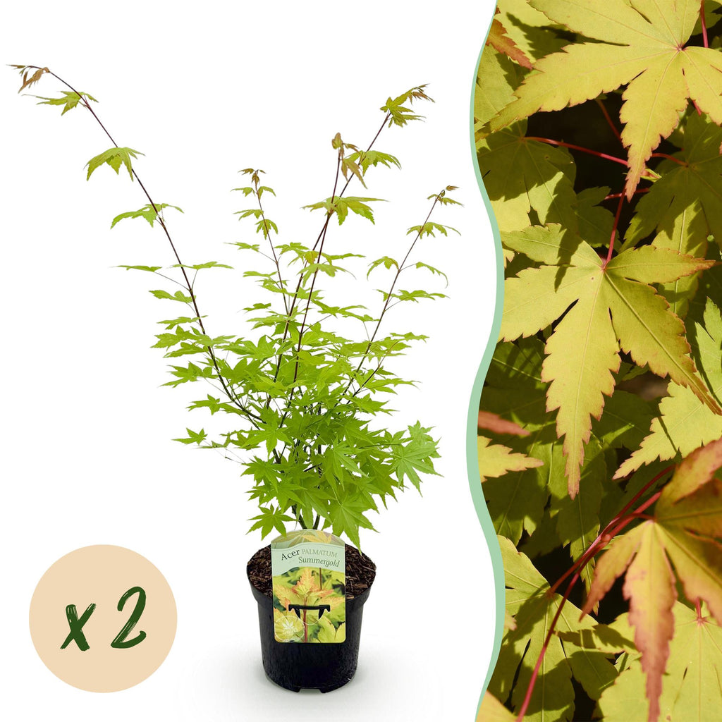 Acer palmatum 'Summergold' (Japanse esdoorn) – geel – 2 planten, Ø19 cm, 70 cm hoog