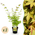 Acer palmatum 'Summergold' (Japanse esdoorn) – geel – 2 planten, Ø19 cm, 70 cm hoog