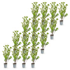 Ligustrum ovalifolium (troène commun) – 16 plants, Ø9 cm, 35–45 cm de haut