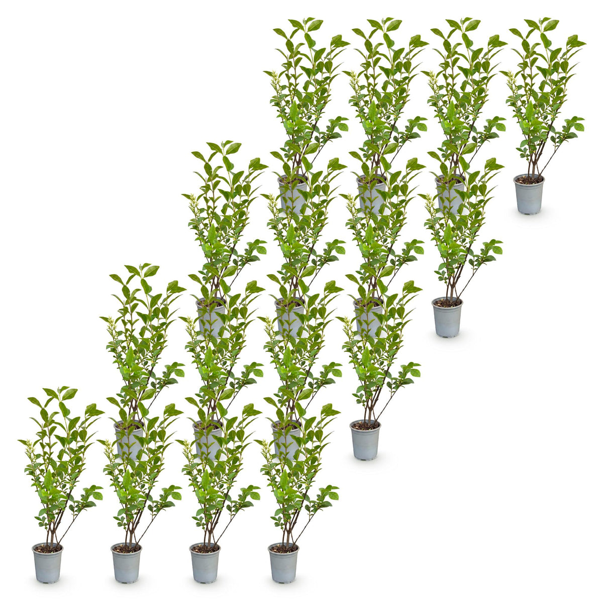 Ligustrum ovalifolium (troène commun) – 16 plants, Ø9 cm, 35–45 cm de haut – photo 2