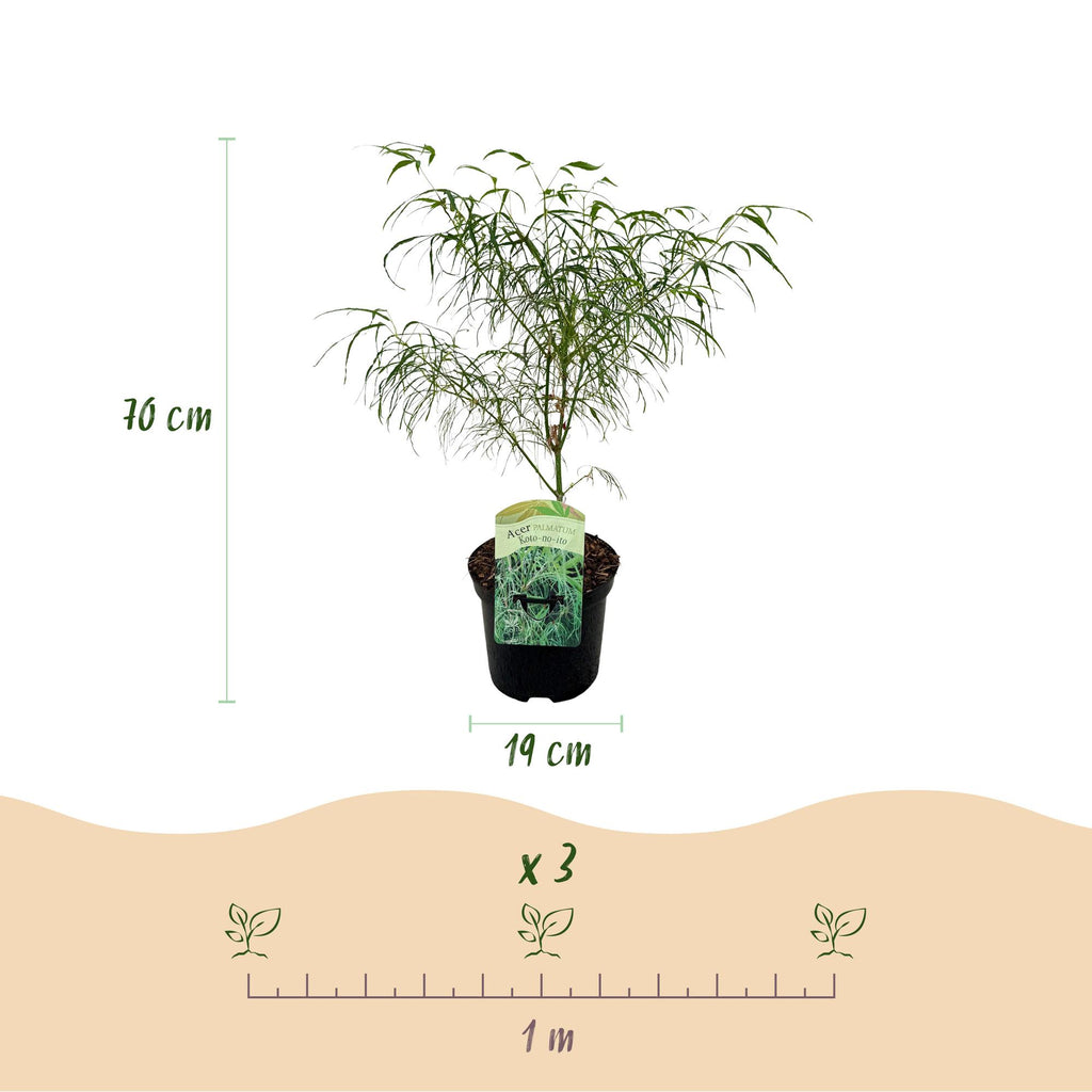 Acer palmatum 'Koto-no-ito' (Japanse esdoorn) – Ø19 cm, 70 cm hoog – foto 3