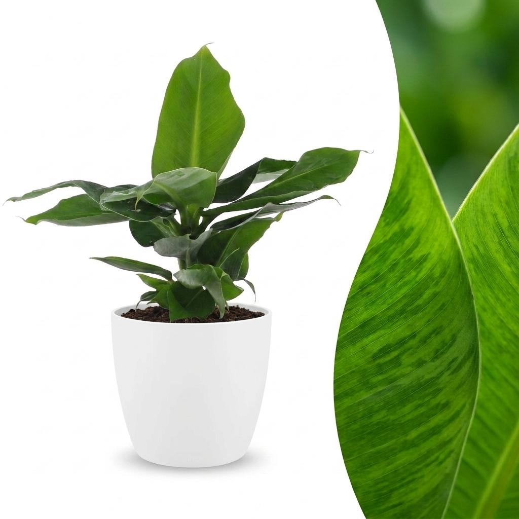 Musa Oriental Dwarf (Bananenpflanze) im weißen Übertopf – Ø 12 cm, 30 cm hoch