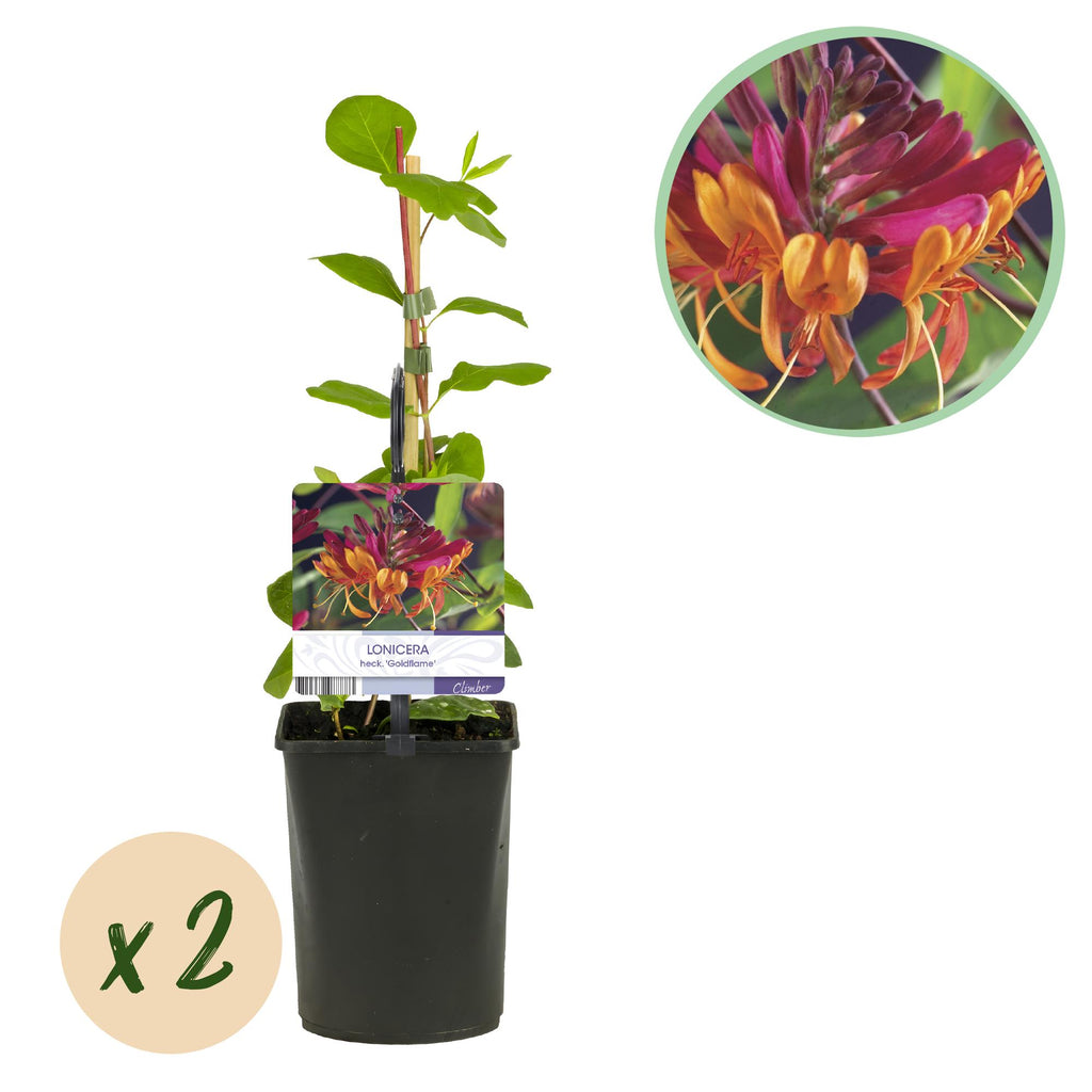 Lonicera heckrottii 'Goldflame' (chèvrefeuille) – 2 plantes, Ø11 cm, 40 cm de haut