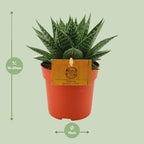 Gasteria Hybride Aurora (Haworthia) – Ø11 cm, 15 cm høj