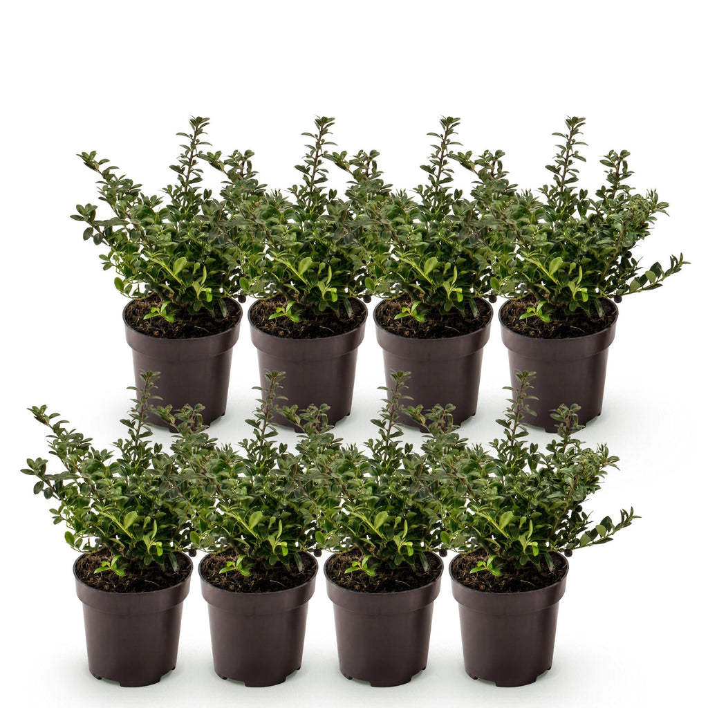 Ilex crenata 'Stokes' (Houx du Japon) – 8 plants, Ø9 cm, 20–30 cm de haut – photo 2