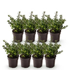 Ilex crenata 'Stokes' (Houx du Japon) – 8 plants, Ø9 cm, 20–30 cm de haut