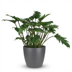 Philodendron Xanadu i Potter-pyntepotte grå – Ø19 cm, 60 cm høj