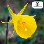 Narcis 'Golden Bells' – 25 blomsterløg