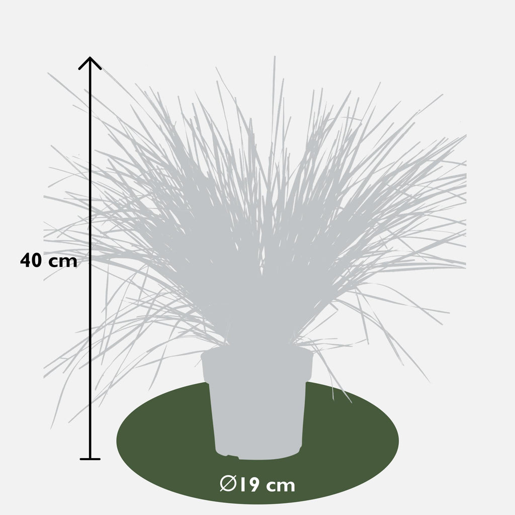 Lomandra longifolia 'White Sands' – Ø19 cm, 40 cm high – photo 2