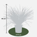 Lomandra longifolia 'White Sands' – Ø19 cm, 40 cm high