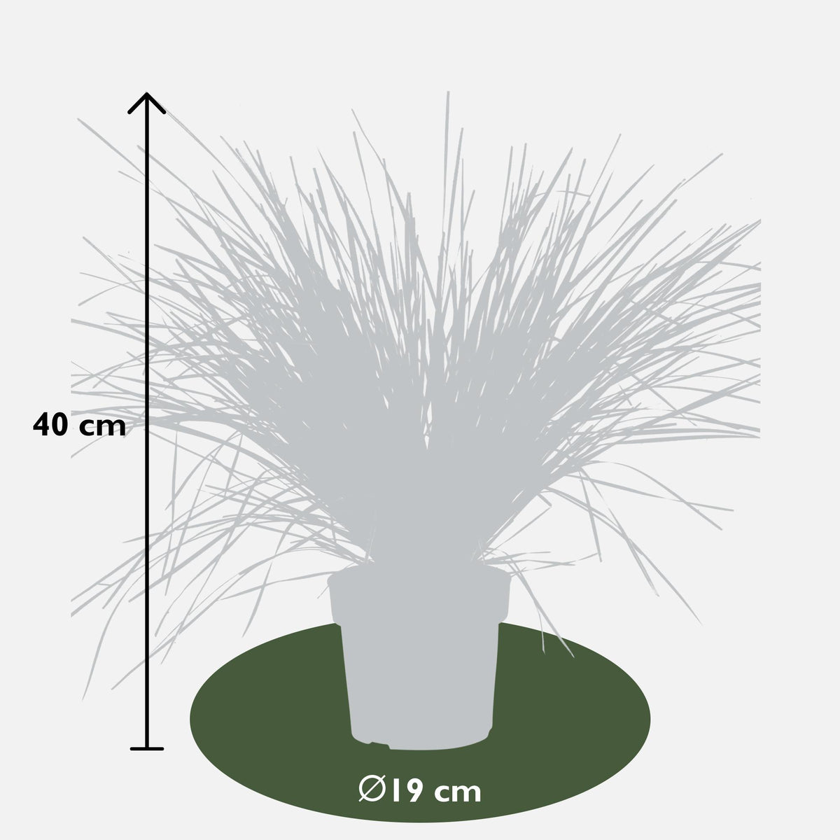 Lomandra longifolia 'White Sands' – Ø19 cm, 40 cm high – photo 2
