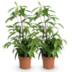 2× Dracaena surculosa (drakenboom) – Ø17 cm, 60–70 cm hoog