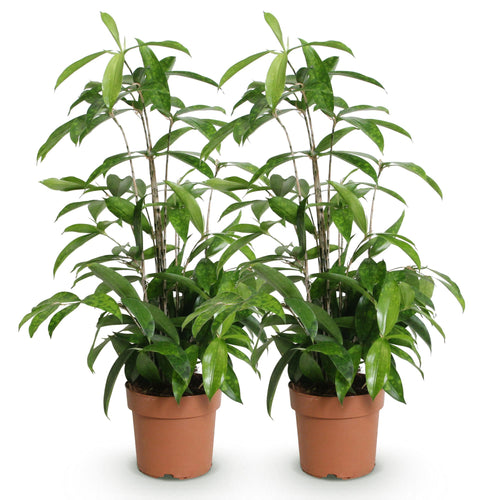 2× Dracaena surculosa (Drachenbaum) – Ø 17 cm, 60–70 cm hoch