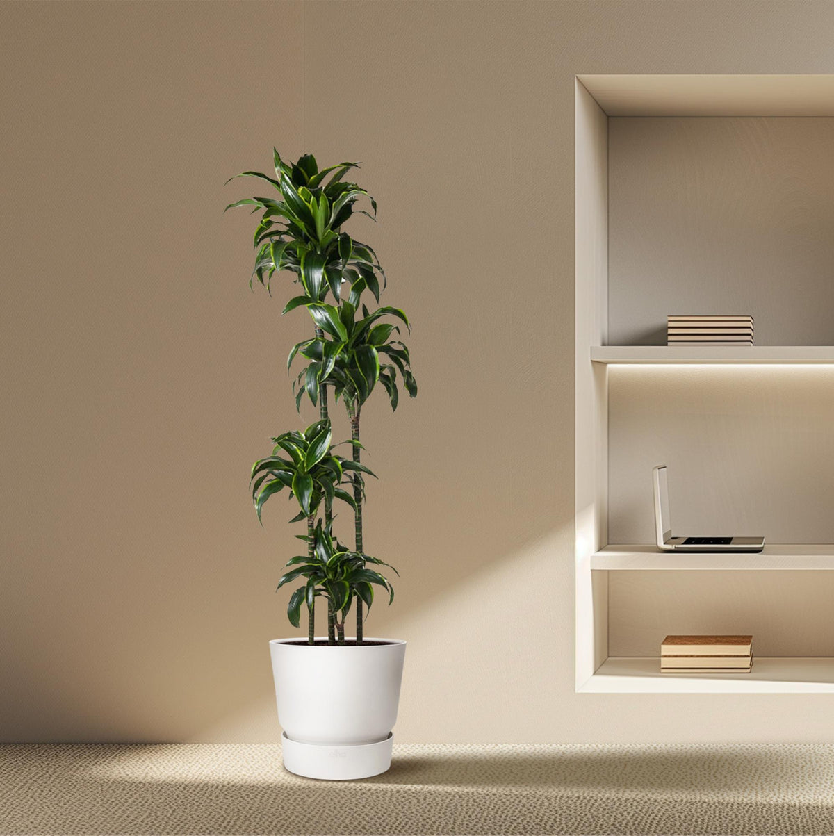 Dracaena Dorado (Drachenbaum) – Ø 27 cm, 170 cm hoch