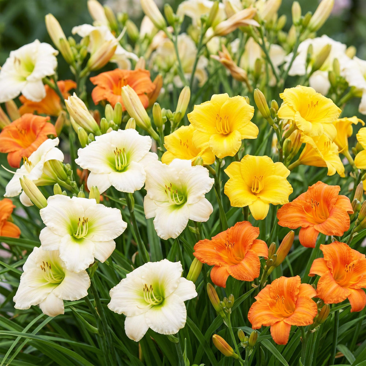 Hemerocallis 'Tricolour' (daglelie) – crème-geel-rood – 24 planten, Ø11 cm, 15–25 cm hoog