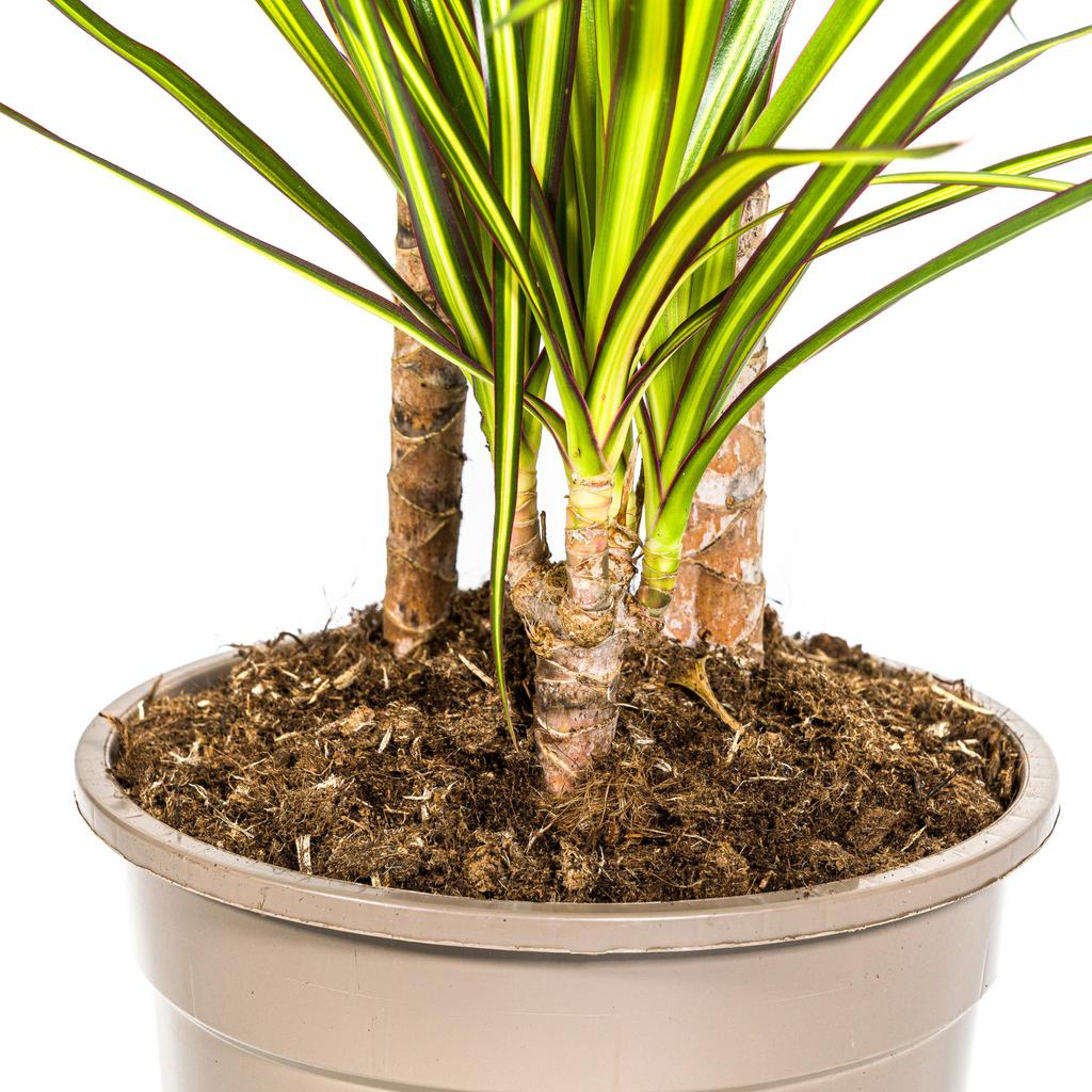 Dracaena marginata Sunray (drakenboom) – Ø21 cm, 100–110 cm hoog
