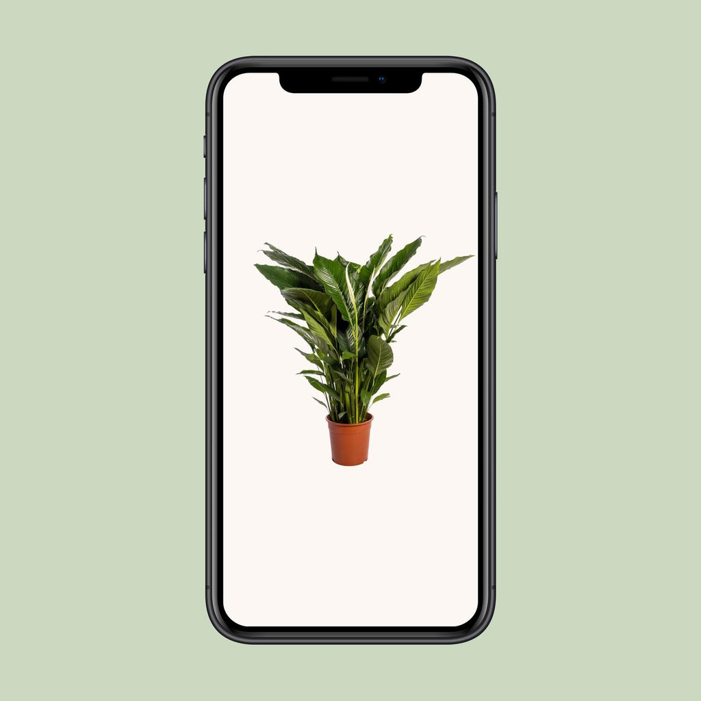 Spathiphyllum Sweet Sebastiano (Bogenhanf) – Ø 24 cm, 110 cm hoch – Bild 4