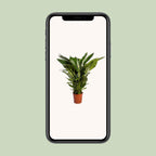 Spathiphyllum Sweet Sebastiano (Bogenhanf) – Ø 24 cm, 110 cm hoch