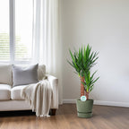 Yucca – Ø 17 cm, 80 cm hoch
