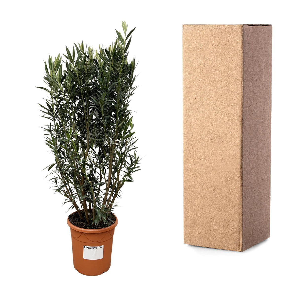 Nerium 'Oleander' – Ø40 cm, 180 cm high – photo 3
