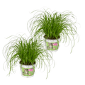 2× Kattegræs (Cyperus) – Ø12 cm, 20 cm høj