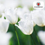 Tulp 'Honeymoon' – 20 bloembollen (bolmaat 11/12)