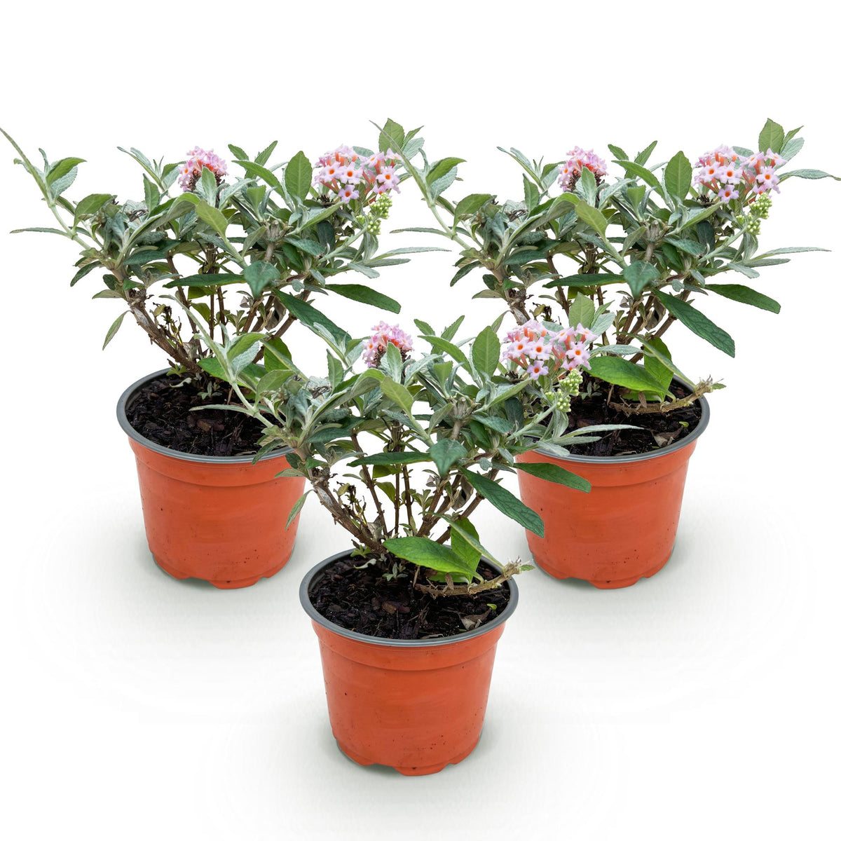 Buddleja davidii 'Butterfly Candy Little Pink' (vlinderstruik) – roze – 3 planten, Ø12 cm, 20–25 cm hoog