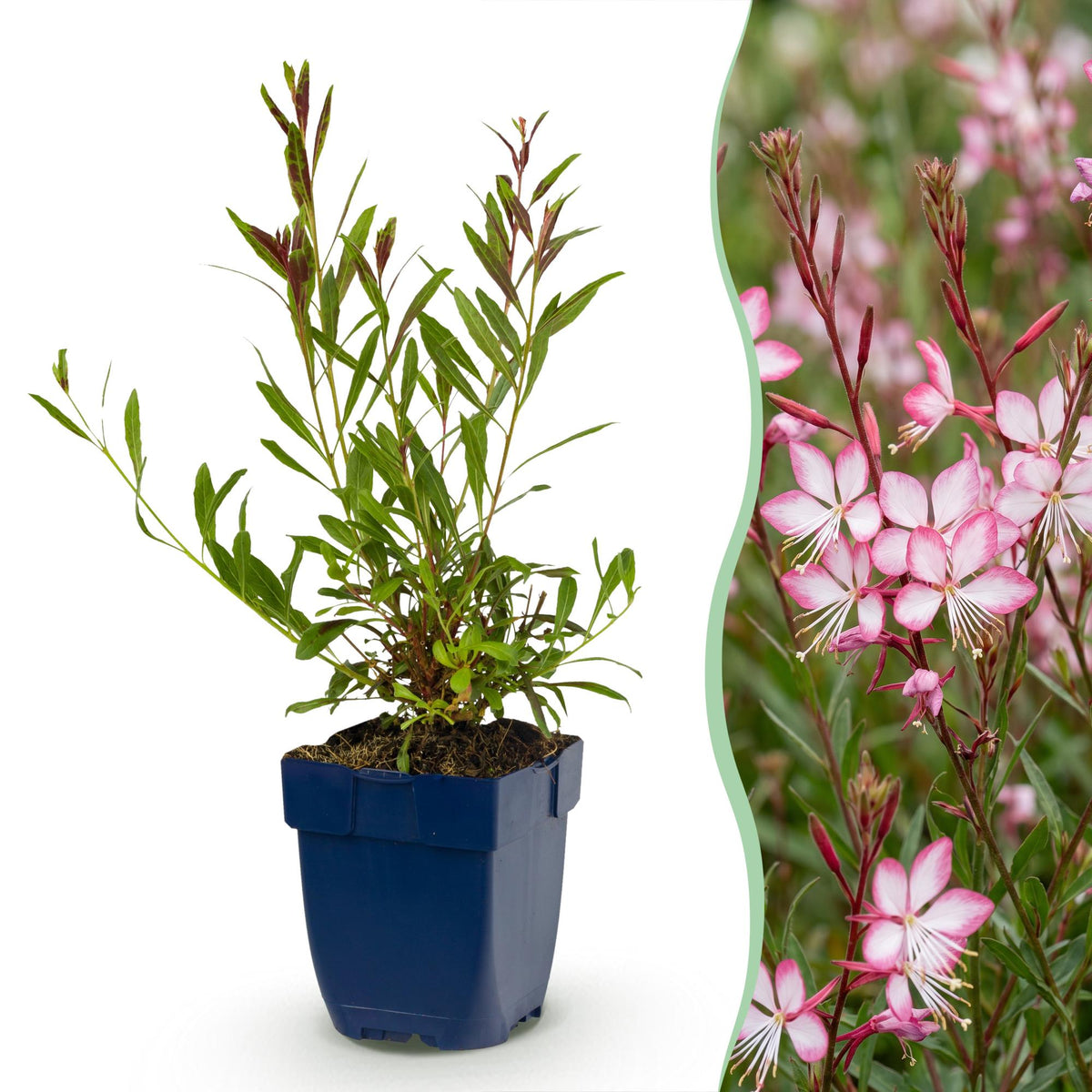Gaura lindh. 'Rosyjane' (prachtkaars) – pink – 6 plants, Ø11 cm, 15–25 cm high