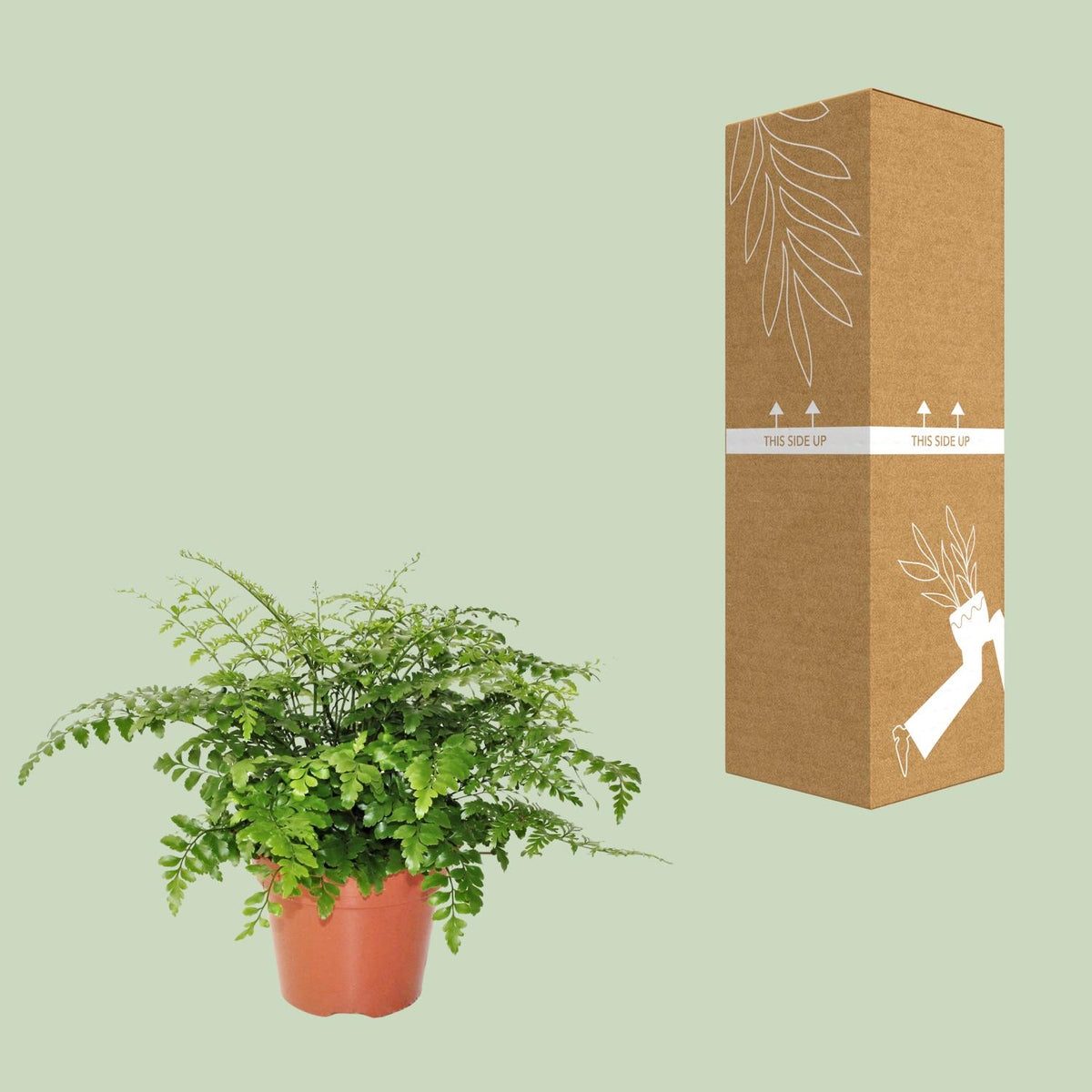 Asplenium Parvati (Vogelnestfarn) – Ø 17 cm, 30 cm hoch