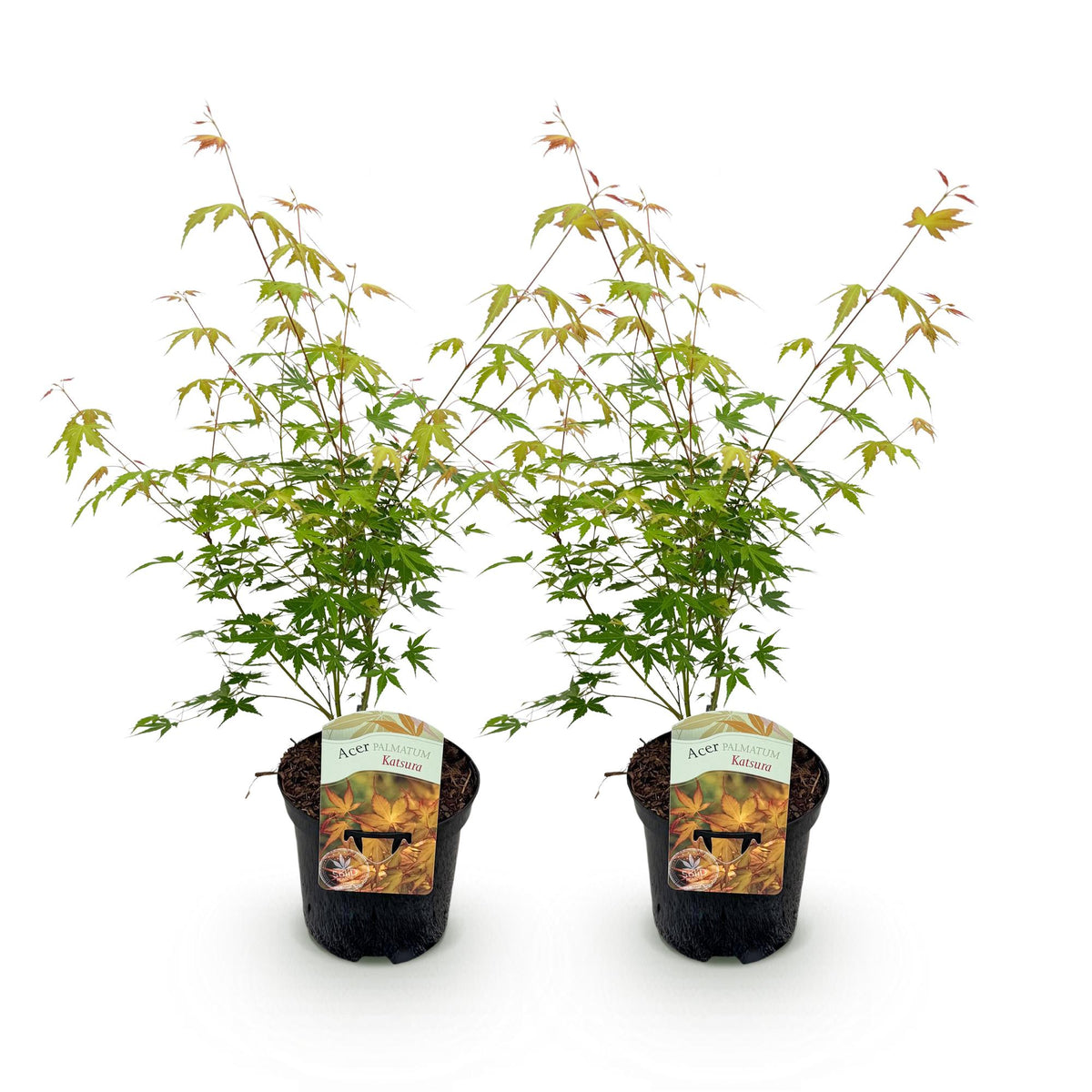 Acer palmatum 'Katsura' (Japanse esdoorn) – oranje – 2 planten, Ø19 cm, 70 cm hoog