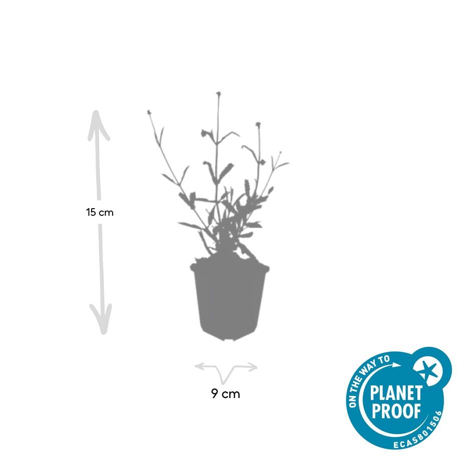 Verbena bon. 'Lollipop' (hard-leaved) – 6 plants, Ø9 cm, 10–25 cm high – photo 4