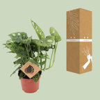 Monstera Monkey (gatenplant) – Ø12 cm, 30 cm hoog