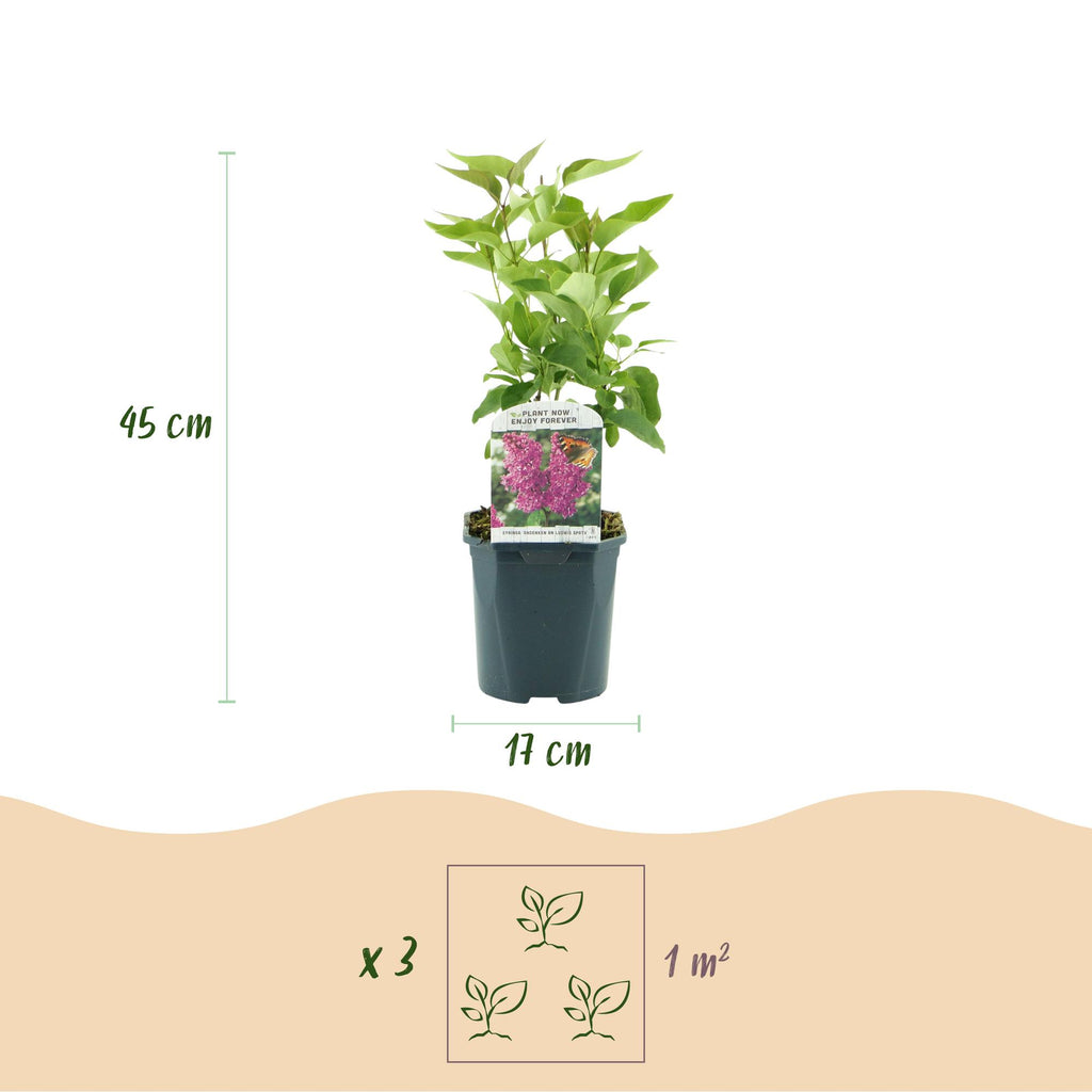 Syringa vulgaris 'Ludwig Spath' (lierre des Indes) – violet – Ø17 cm, 45 cm de haut – photo 3