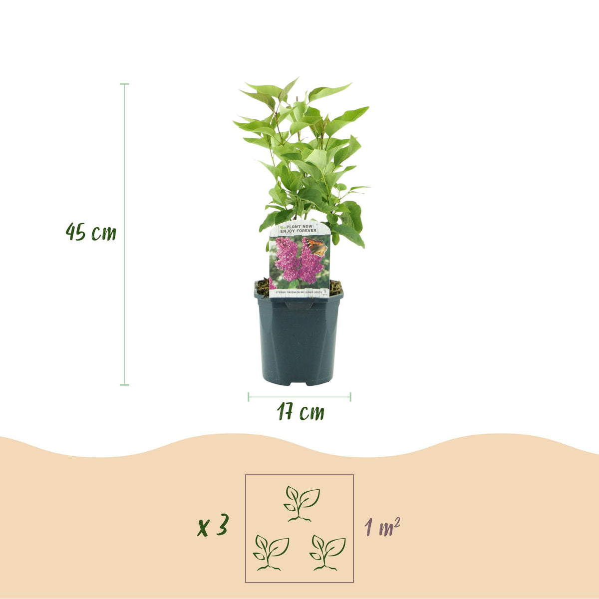 Syringa vulgaris 'Ludwig Spath' (lierre des Indes) – violet – Ø17 cm, 45 cm de haut – photo 3