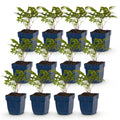 Astilbe 'Fanal' (fjerbuk) – rød – 12 planter, Ø11 cm, 15–25 cm høj