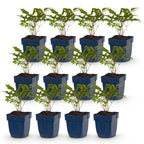Astilbe 'Fanal' (fjerbuk) – rød – 12 planter, Ø11 cm, 15–25 cm høj