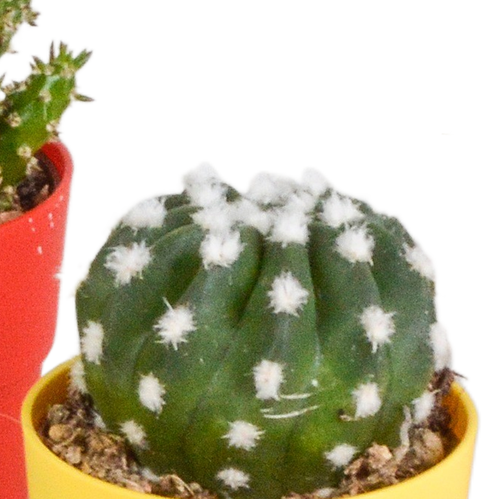 Mélange de cactus (Cactaceae) – Ø 6 cm, 16 cm de haut – photo 12