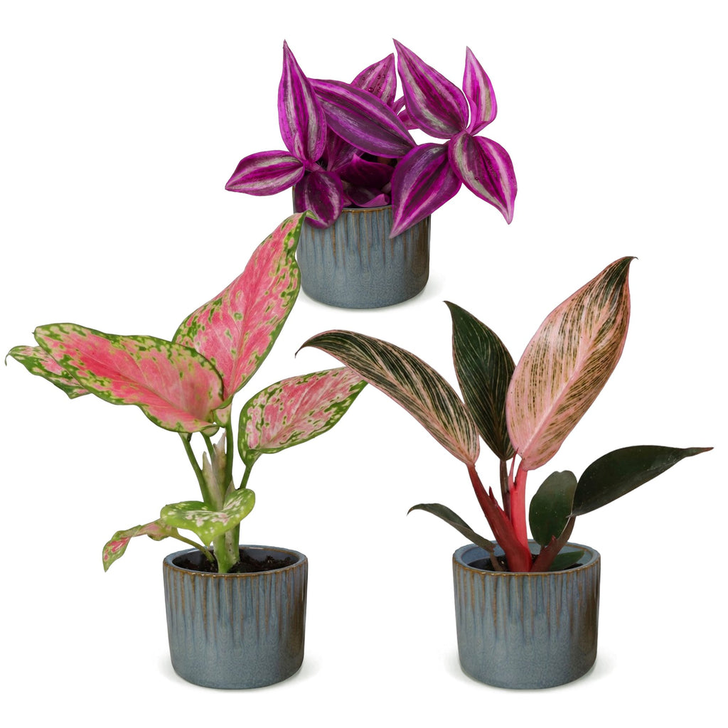 3× jeunes plants Paradise Mix incl. Linnea Misty Blue – Ø6 cm, 10–15 cm de haut – photo 2