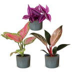 3× jeunes plants Paradise Mix incl. Linnea Misty Blue – Ø6 cm, 10–15 cm de haut