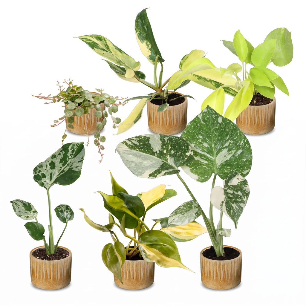 6× Baby-Pflanzen Tropical Mix inkl. Linnea Honey – Ø6 cm, 10–15 cm hoch – Bild 2