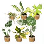 6× Baby-Pflanzen Tropical Mix inkl. Linnea Honey – Ø6 cm, 10–15 cm hoch