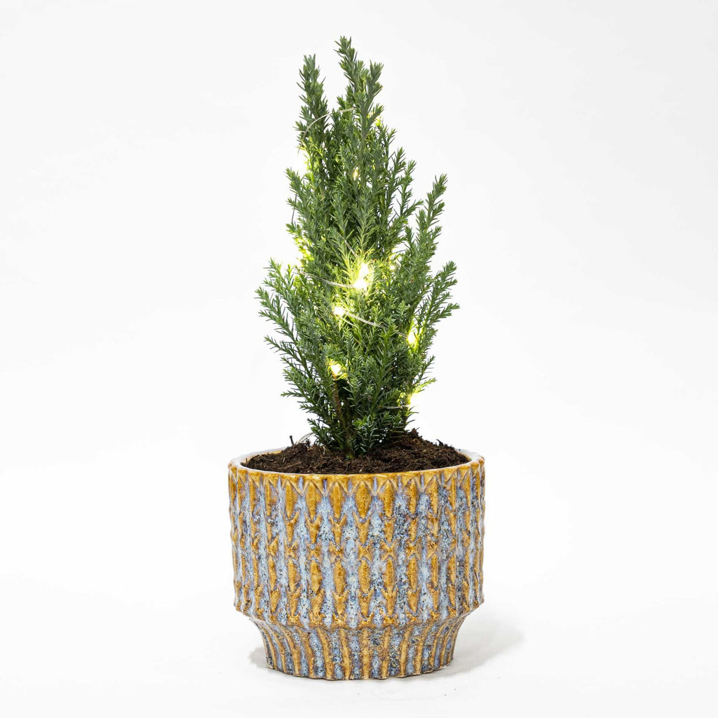 Christmas tree 'Ellwoodii' (Chamaecyparis) in Echo decorative pot – Ø9 cm, 25–30 cm high – Christmas lights