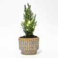 Christmas tree 'Ellwoodii' (Chamaecyparis) in Echo decorative pot – Ø9 cm, 25–30 cm high – Christmas lights